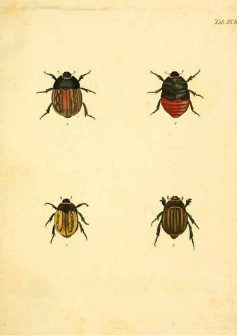 Reproducción/Reproduction 6008250249: Abbildungen zu Karl Illiger's Uebersetzung von Olivier's Entomologie plates Nürnberg :Gedruckt auf Kosten des Herausgebers,1802-1803