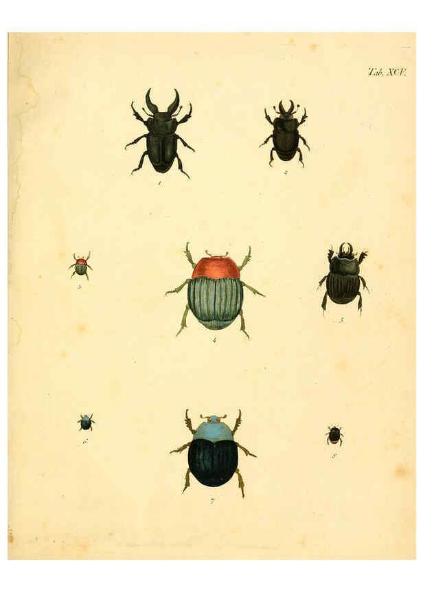 Reproducción/Reproduction 6008250449: Abbildungen zu Karl Illiger's Uebersetzung von Olivier's Entomologie plates Nürnberg :Gedruckt auf Kosten des Herausgebers,1802-1803
