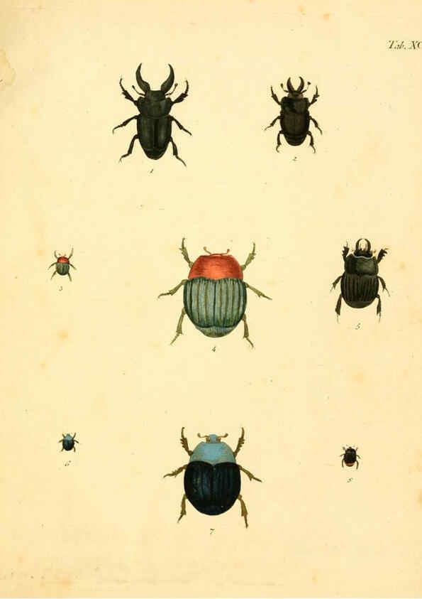 Reproducción/Reproduction 6008250449: Abbildungen zu Karl Illiger's Uebersetzung von Olivier's Entomologie plates Nürnberg :Gedruckt auf Kosten des Herausgebers,1802-1803