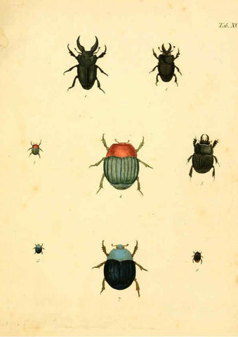 Reproducción/Reproduction 6008250449: Abbildungen zu Karl Illiger's Uebersetzung von Olivier's Entomologie plates Nürnberg :Gedruckt auf Kosten des Herausgebers,1802-1803