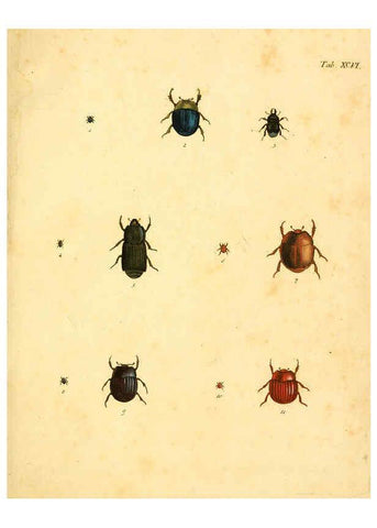 Reproducción/Reproduction 6008798186: Abbildungen zu Karl Illiger's Uebersetzung von Olivier's Entomologie plates Nürnberg :Gedruckt auf Kosten des Herausgebers,1802-1803