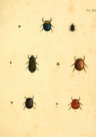Reproducción/Reproduction 6008798186: Abbildungen zu Karl Illiger's Uebersetzung von Olivier's Entomologie plates Nürnberg :Gedruckt auf Kosten des Herausgebers,1802-1803
