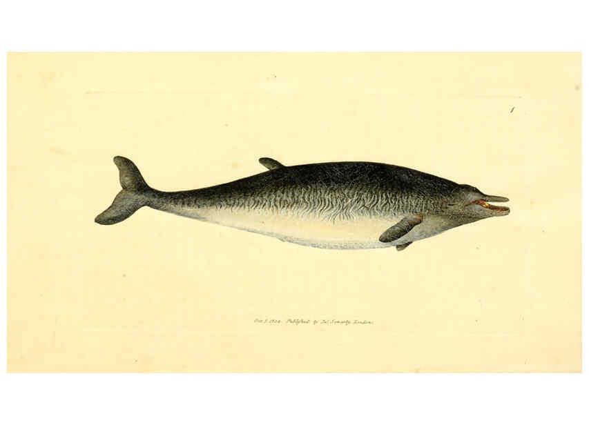 Reproducción/Reproduction 6008831578: The British miscellany London :Printed by R. Taylor & Co., and sold by the author, J. Sowerby by White, Johnson, Symonds, and all other booksellers,1806