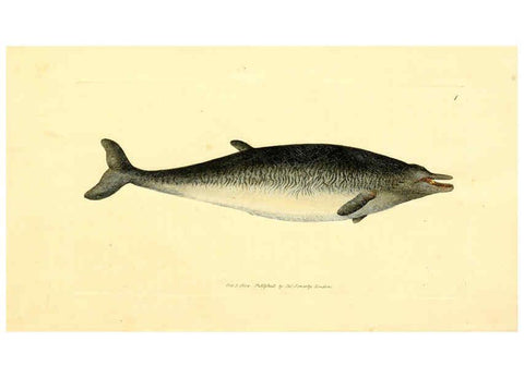 Reproducción/Reproduction 6008831578: The British miscellany London :Printed by R. Taylor & Co., and sold by the author, J. Sowerby by White, Johnson, Symonds, and all other booksellers,1806