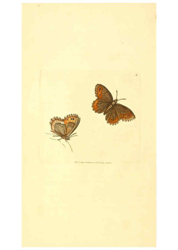 Reproducción/Reproduction 6008284107: The British miscellany London :Printed by R. Taylor & Co., and sold by the author, J. Sowerby by White, Johnson, Symonds, and all other booksellers,1806