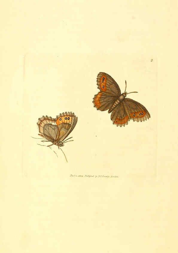 Reproducción/Reproduction 6008284107: The British miscellany London :Printed by R. Taylor & Co., and sold by the author, J. Sowerby by White, Johnson, Symonds, and all other booksellers,1806