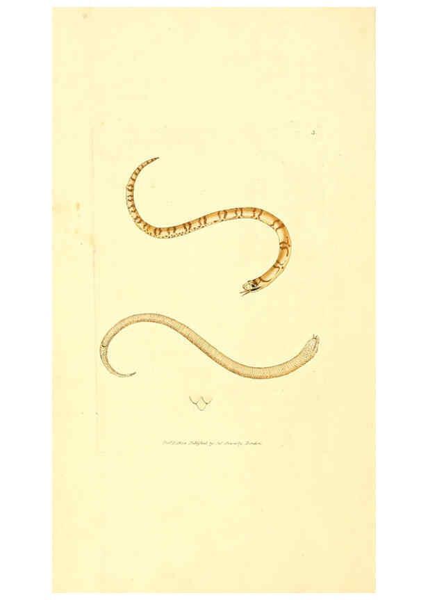 Reproducción/Reproduction 6008832030: The British miscellany London :Printed by R. Taylor & Co., and sold by the author, J. Sowerby by White, Johnson, Symonds, and all other booksellers,1806