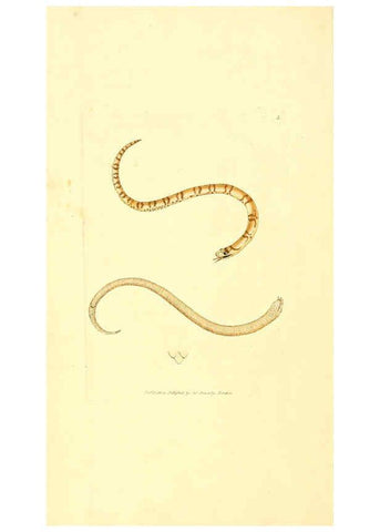 Reproducción/Reproduction 6008832030: The British miscellany London :Printed by R. Taylor & Co., and sold by the author, J. Sowerby by White, Johnson, Symonds, and all other booksellers,1806