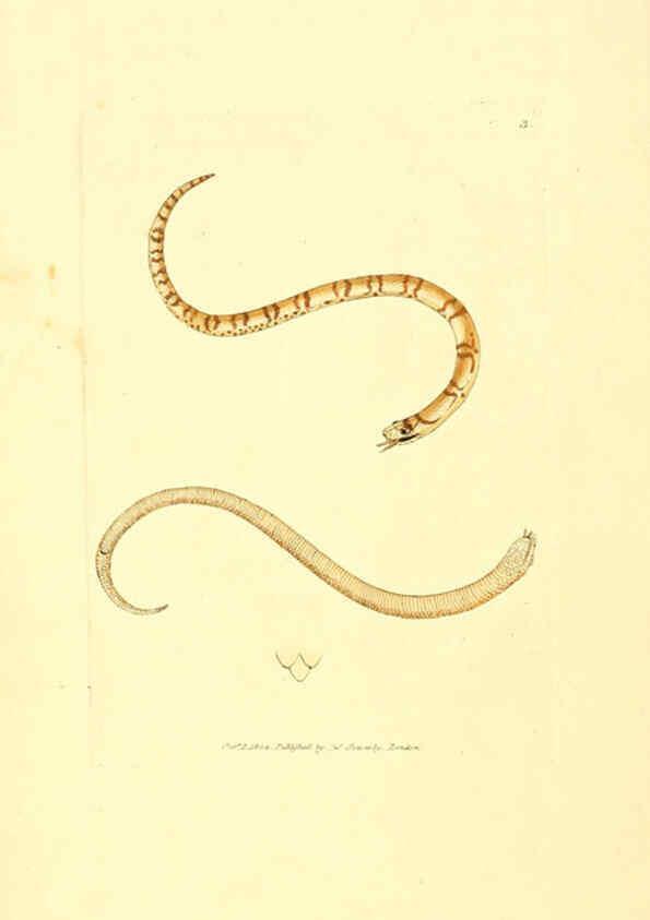 Reproducción/Reproduction 6008832030: The British miscellany London :Printed by R. Taylor & Co., and sold by the author, J. Sowerby by White, Johnson, Symonds, and all other booksellers,1806
