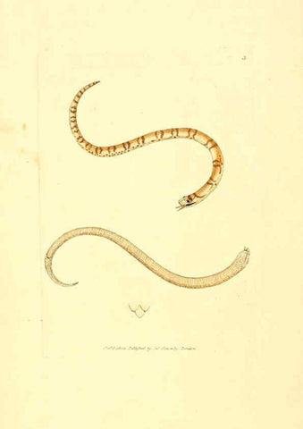 Reproducción/Reproduction 6008832030: The British miscellany London :Printed by R. Taylor & Co., and sold by the author, J. Sowerby by White, Johnson, Symonds, and all other booksellers,1806