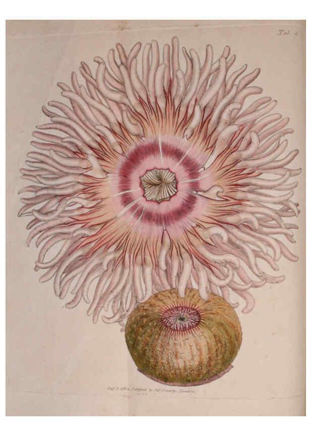 Reproducción/Reproduction 6008284661: The British miscellany London :Printed by R. Taylor & Co., and sold by the author, J. Sowerby by White, Johnson, Symonds, and all other booksellers,1806