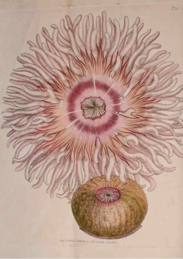 Reproducción/Reproduction 6008284661: The British miscellany London :Printed by R. Taylor & Co., and sold by the author, J. Sowerby by White, Johnson, Symonds, and all other booksellers,1806