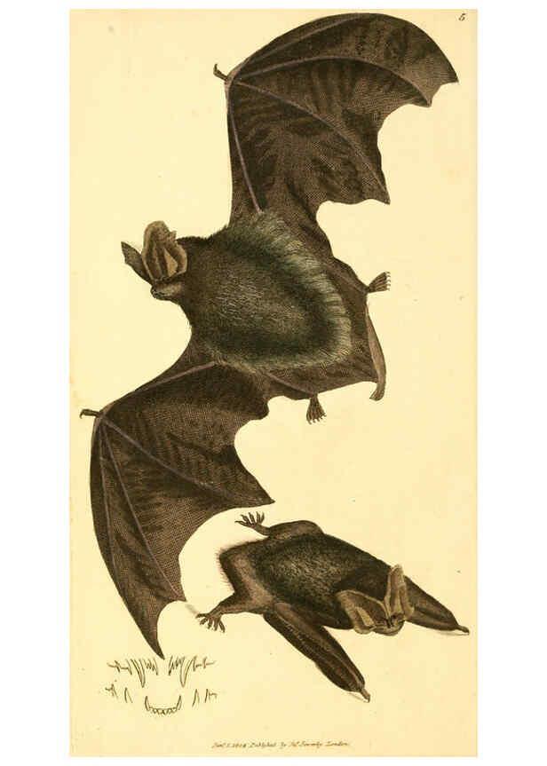 Reproducción/Reproduction 6008832692: The British miscellany London :Printed by R. Taylor & Co., and sold by the author, J. Sowerby by White, Johnson, Symonds, and all other booksellers,1806