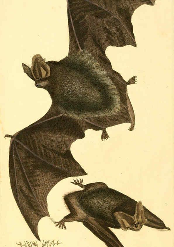 Reproducción/Reproduction 6008832692: The British miscellany London :Printed by R. Taylor & Co., and sold by the author, J. Sowerby by White, Johnson, Symonds, and all other booksellers,1806