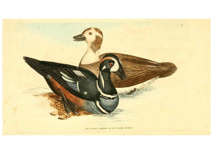 Reproducción/Reproduction 6008285191: The British miscellany London :Printed by R. Taylor & Co., and sold by the author, J. Sowerby by White, Johnson, Symonds, and all other booksellers,1806