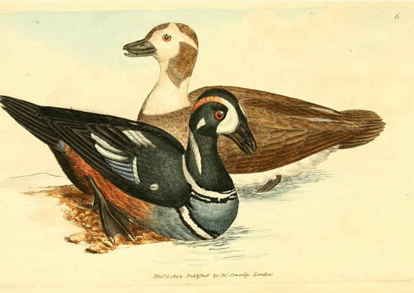 Reproducción/Reproduction 6008285191: The British miscellany London :Printed by R. Taylor & Co., and sold by the author, J. Sowerby by White, Johnson, Symonds, and all other booksellers,1806