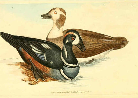 Reproducción/Reproduction 6008285191: The British miscellany London :Printed by R. Taylor & Co., and sold by the author, J. Sowerby by White, Johnson, Symonds, and all other booksellers,1806