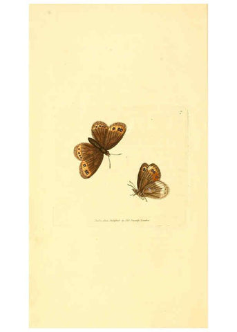Reproducción/Reproduction 6008285525: The British miscellany London :Printed by R. Taylor & Co., and sold by the author, J. Sowerby by White, Johnson, Symonds, and all other booksellers,1806