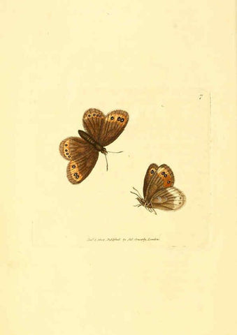 Reproducción/Reproduction 6008285525: The British miscellany London :Printed by R. Taylor & Co., and sold by the author, J. Sowerby by White, Johnson, Symonds, and all other booksellers,1806
