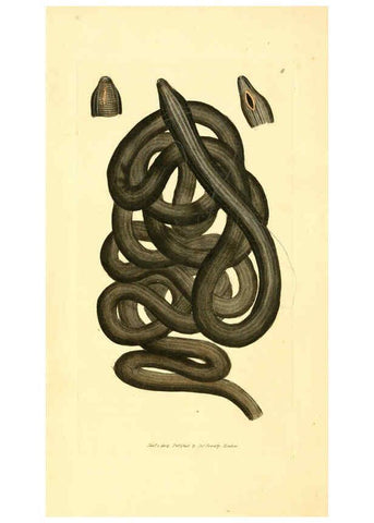 Reproducción/Reproduction 6008285831: The British miscellany London :Printed by R. Taylor & Co., and sold by the author, J. Sowerby by White, Johnson, Symonds, and all other booksellers,1806