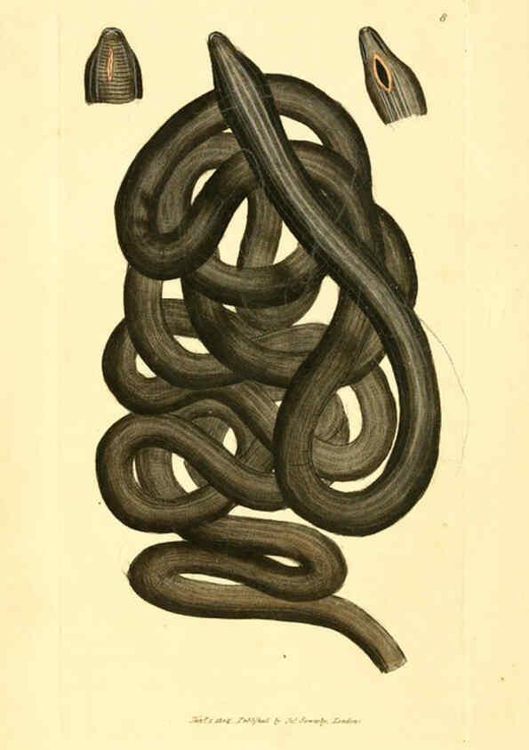 Reproducción/Reproduction 6008285831: The British miscellany London :Printed by R. Taylor & Co., and sold by the author, J. Sowerby by White, Johnson, Symonds, and all other booksellers,1806