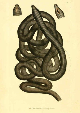 Reproducción/Reproduction 6008285831: The British miscellany London :Printed by R. Taylor & Co., and sold by the author, J. Sowerby by White, Johnson, Symonds, and all other booksellers,1806