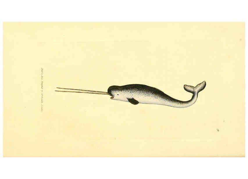 Reproducción/Reproduction 6008286111: The British miscellany London :Printed by R. Taylor & Co., and sold by the author, J. Sowerby by White, Johnson, Symonds, and all other booksellers,1806