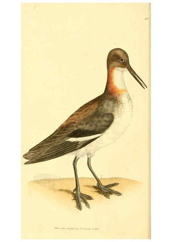 Reproducción/Reproduction 6008834088: The British miscellany London :Printed by R. Taylor & Co., and sold by the author, J. Sowerby by White, Johnson, Symonds, and all other booksellers,1806