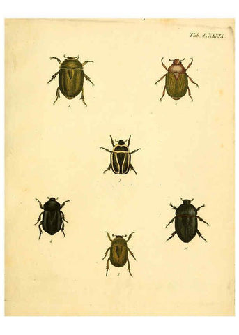 Reproducción/Reproduction 6008796814: Abbildungen zu Karl Illiger's Uebersetzung von Olivier's Entomologie plates Nürnberg :Gedruckt auf Kosten des Herausgebers,1802-1803
