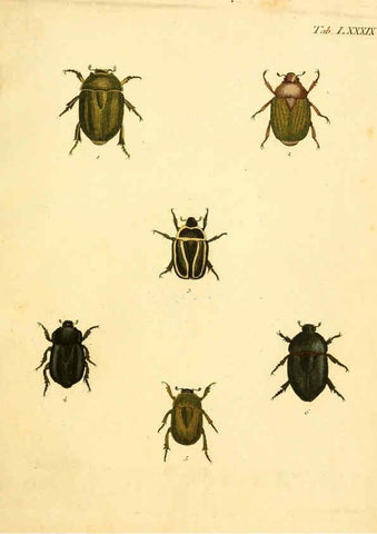 Reproducción/Reproduction 6008796814: Abbildungen zu Karl Illiger's Uebersetzung von Olivier's Entomologie plates Nürnberg :Gedruckt auf Kosten des Herausgebers,1802-1803