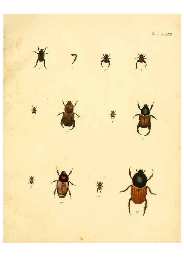 Reproducción/Reproduction 6008792580: Abbildungen zu Karl Illiger's Uebersetzung von Olivier's Entomologie plates Nürnberg :Gedruckt auf Kosten des Herausgebers,1802-1803