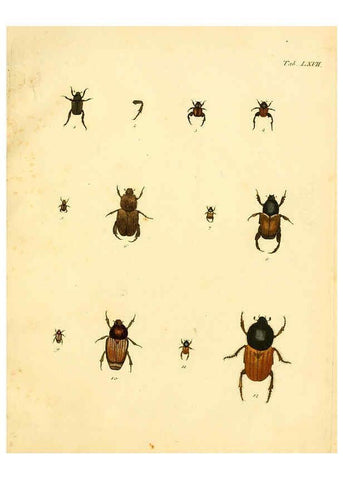 Reproducción/Reproduction 6008792580: Abbildungen zu Karl Illiger's Uebersetzung von Olivier's Entomologie plates Nürnberg :Gedruckt auf Kosten des Herausgebers,1802-1803