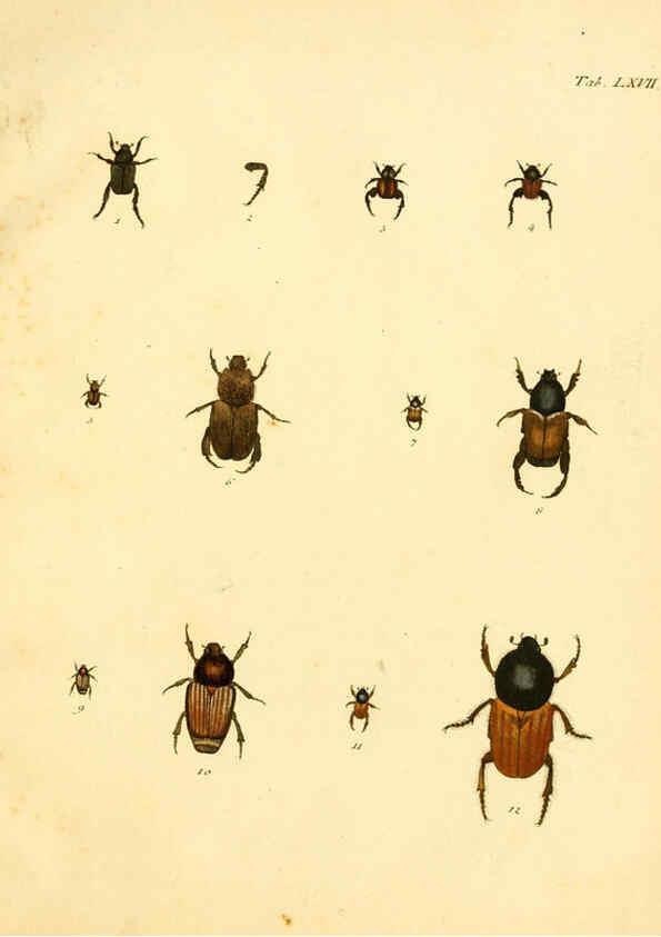 Reproducción/Reproduction 6008792580: Abbildungen zu Karl Illiger's Uebersetzung von Olivier's Entomologie plates Nürnberg :Gedruckt auf Kosten des Herausgebers,1802-1803