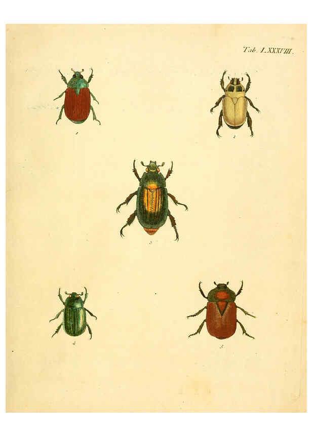 Reproducción/Reproduction 6008796562: Abbildungen zu Karl Illiger's Uebersetzung von Olivier's Entomologie plates Nürnberg :Gedruckt auf Kosten des Herausgebers,1802-1803