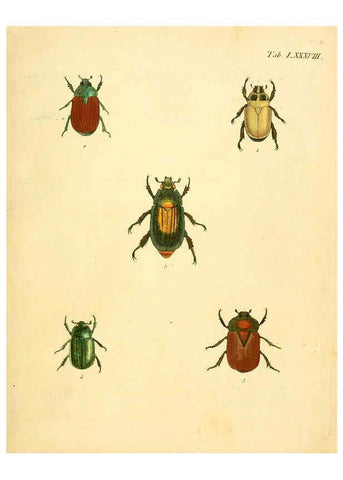 Reproducción/Reproduction 6008796562: Abbildungen zu Karl Illiger's Uebersetzung von Olivier's Entomologie plates Nürnberg :Gedruckt auf Kosten des Herausgebers,1802-1803