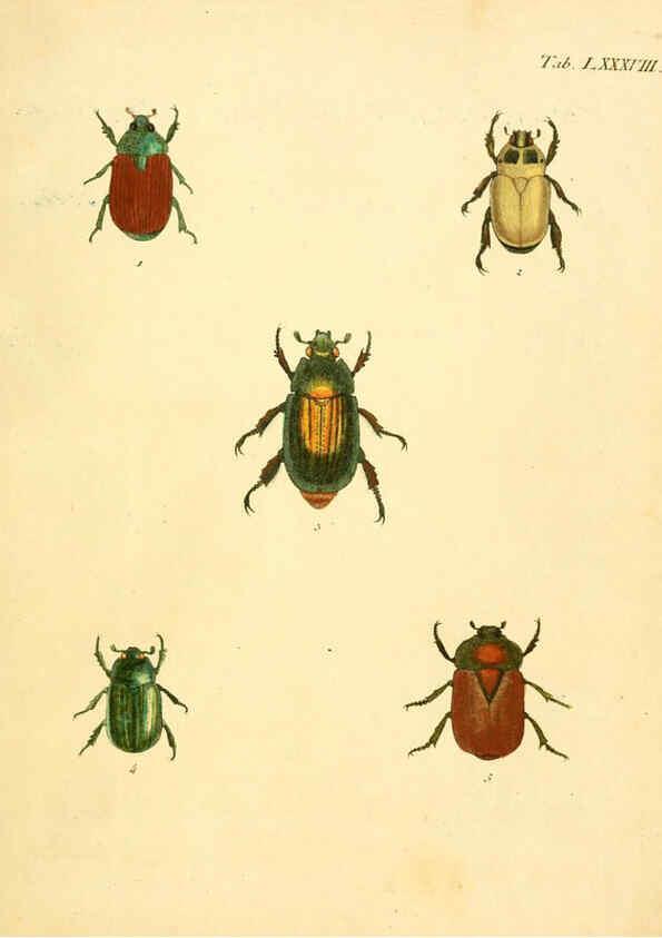 Reproducción/Reproduction 6008796562: Abbildungen zu Karl Illiger's Uebersetzung von Olivier's Entomologie plates Nürnberg :Gedruckt auf Kosten des Herausgebers,1802-1803