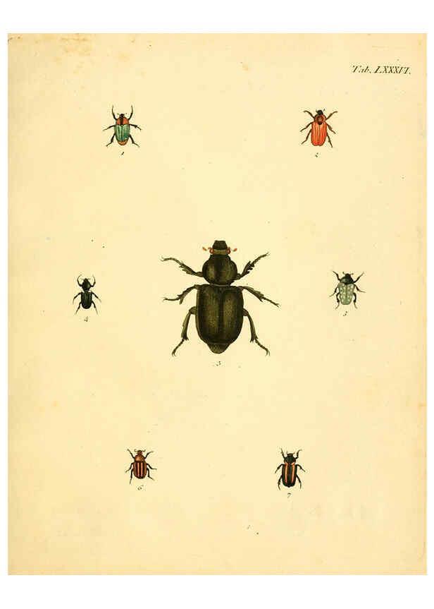 Reproducción/Reproduction 6008248213: Abbildungen zu Karl Illiger's Uebersetzung von Olivier's Entomologie plates Nürnberg :Gedruckt auf Kosten des Herausgebers,1802-1803