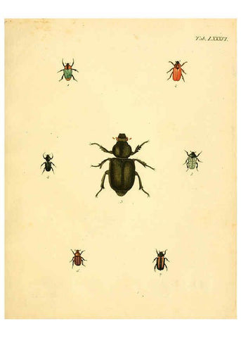 Reproducción/Reproduction 6008248213: Abbildungen zu Karl Illiger's Uebersetzung von Olivier's Entomologie plates Nürnberg :Gedruckt auf Kosten des Herausgebers,1802-1803