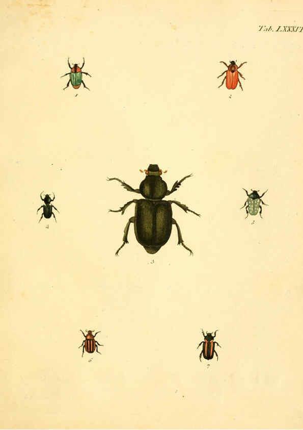 Reproducción/Reproduction 6008248213: Abbildungen zu Karl Illiger's Uebersetzung von Olivier's Entomologie plates Nürnberg :Gedruckt auf Kosten des Herausgebers,1802-1803