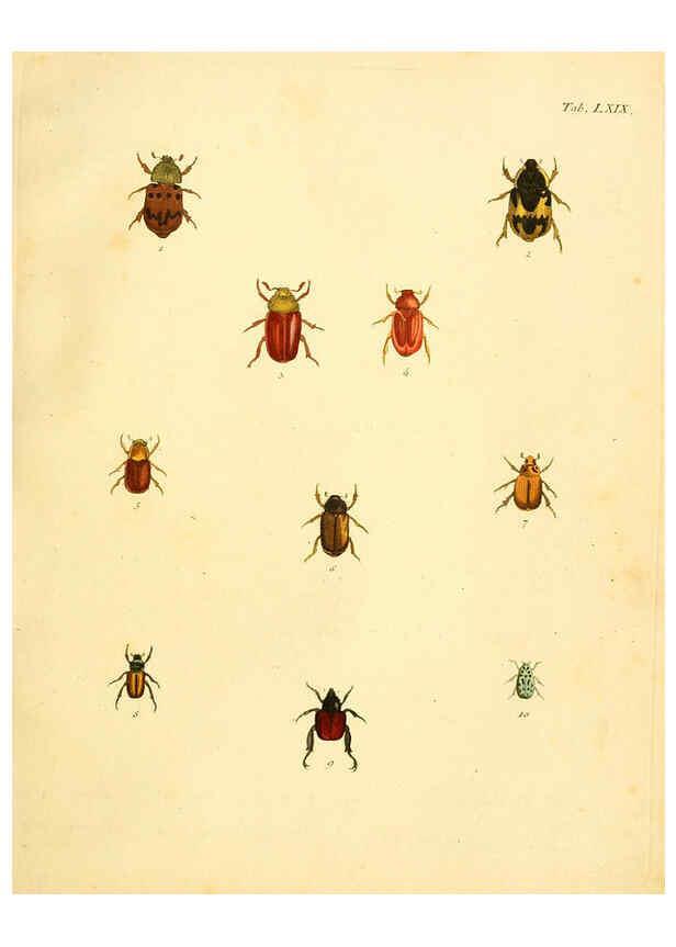 Reproducción/Reproduction 6008792878: Abbildungen zu Karl Illiger's Uebersetzung von Olivier's Entomologie plates Nürnberg :Gedruckt auf Kosten des Herausgebers,1802-1803