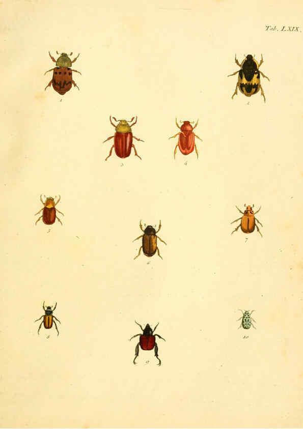 Reproducción/Reproduction 6008792878: Abbildungen zu Karl Illiger's Uebersetzung von Olivier's Entomologie plates Nürnberg :Gedruckt auf Kosten des Herausgebers,1802-1803