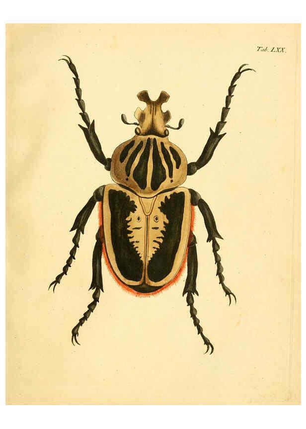 Reproducción/Reproduction 6008793022: Abbildungen zu Karl Illiger's Uebersetzung von Olivier's Entomologie plates Nürnberg :Gedruckt auf Kosten des Herausgebers,1802-1803