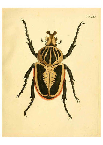 Reproducción/Reproduction 6008793022: Abbildungen zu Karl Illiger's Uebersetzung von Olivier's Entomologie plates Nürnberg :Gedruckt auf Kosten des Herausgebers,1802-1803