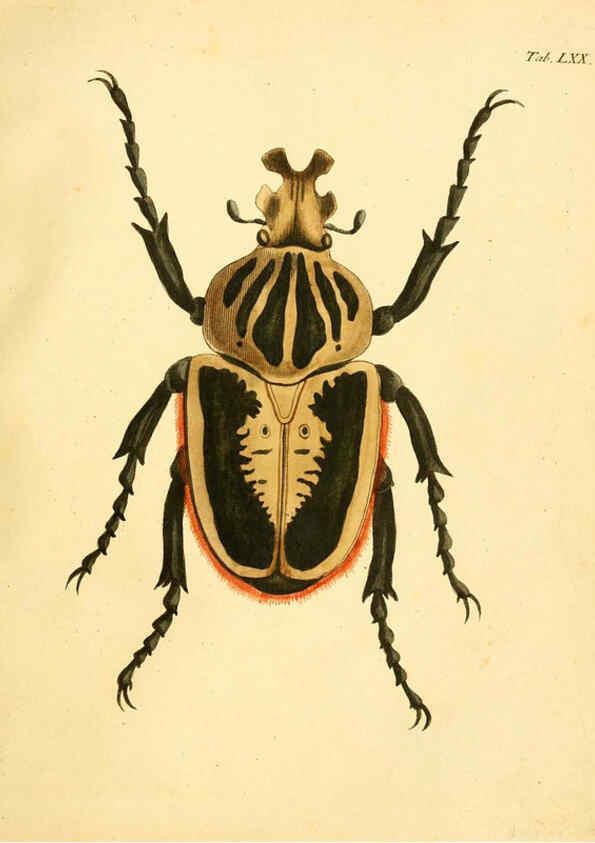 Reproducción/Reproduction 6008793022: Abbildungen zu Karl Illiger's Uebersetzung von Olivier's Entomologie plates Nürnberg :Gedruckt auf Kosten des Herausgebers,1802-1803