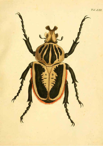 Reproducción/Reproduction 6008793022: Abbildungen zu Karl Illiger's Uebersetzung von Olivier's Entomologie plates Nürnberg :Gedruckt auf Kosten des Herausgebers,1802-1803