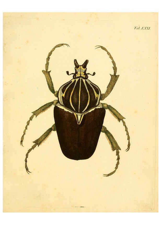 Reproducción/Reproduction 6008245441: Abbildungen zu Karl Illiger's Uebersetzung von Olivier's Entomologie plates Nürnberg :Gedruckt auf Kosten des Herausgebers,1802-1803