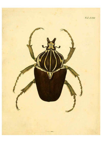 Reproducción/Reproduction 6008245441: Abbildungen zu Karl Illiger's Uebersetzung von Olivier's Entomologie plates Nürnberg :Gedruckt auf Kosten des Herausgebers,1802-1803