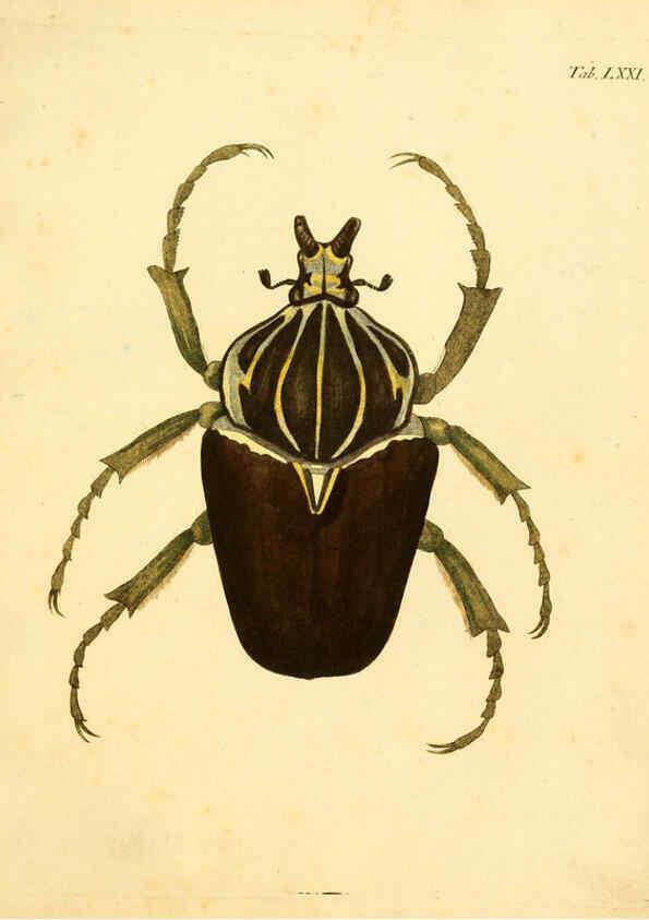 Reproducción/Reproduction 6008245441: Abbildungen zu Karl Illiger's Uebersetzung von Olivier's Entomologie plates Nürnberg :Gedruckt auf Kosten des Herausgebers,1802-1803