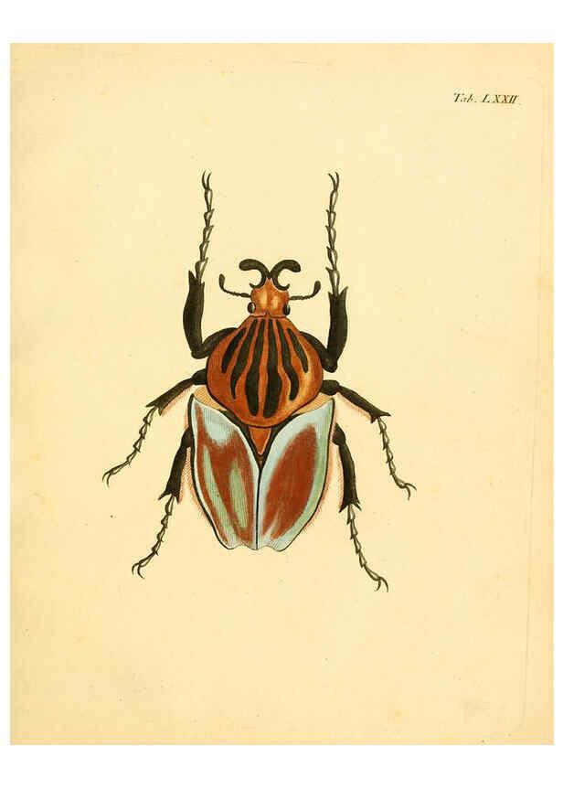Reproducción/Reproduction 6008793356: Abbildungen zu Karl Illiger's Uebersetzung von Olivier's Entomologie plates Nürnberg :Gedruckt auf Kosten des Herausgebers,1802-1803