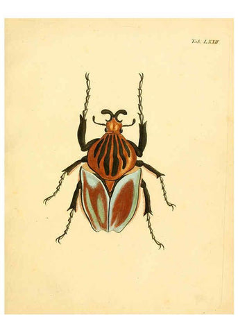 Reproducción/Reproduction 6008793356: Abbildungen zu Karl Illiger's Uebersetzung von Olivier's Entomologie plates Nürnberg :Gedruckt auf Kosten des Herausgebers,1802-1803